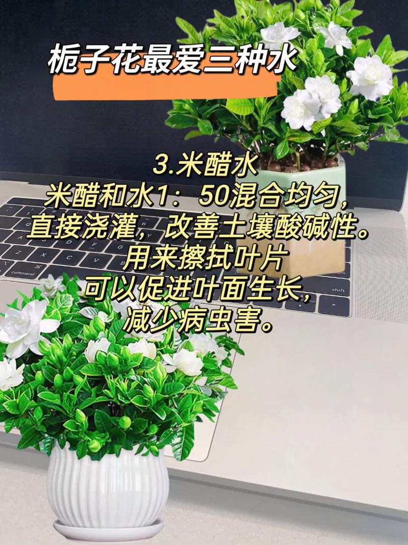 怎样养栀子花才长得好，怎样养栀子花才长得好视频？-第7张图片-优品飞百科