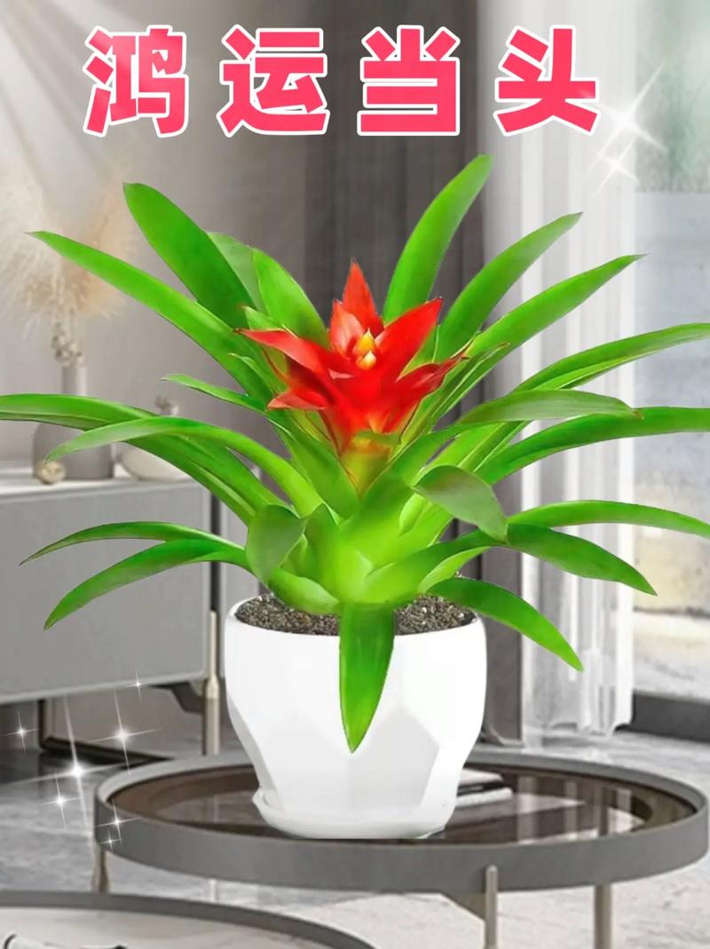 鸿运当头怎么修剪，鸿运当头怎样修剪