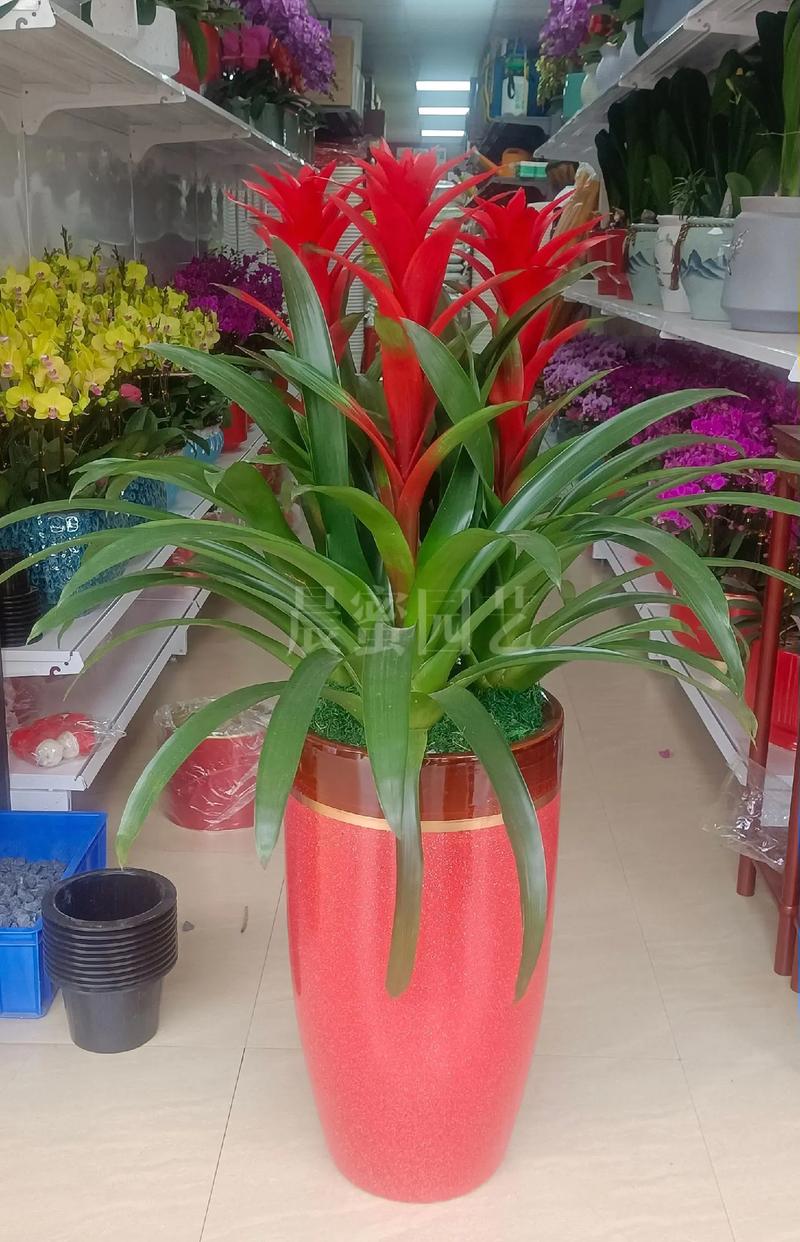 鸿运当头怎么修剪，鸿运当头怎样修剪-第2张图片-优品飞百科