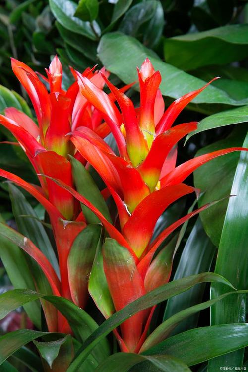 鸿运当头怎么修剪，鸿运当头怎样修剪-第3张图片-优品飞百科