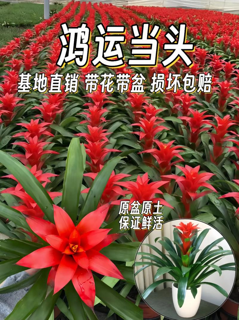 鸿运当头怎么修剪，鸿运当头怎样修剪-第4张图片-优品飞百科