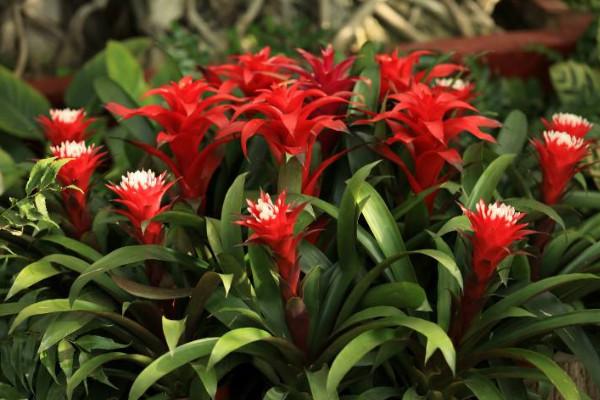 鸿运当头怎么修剪，鸿运当头怎样修剪-第5张图片-优品飞百科