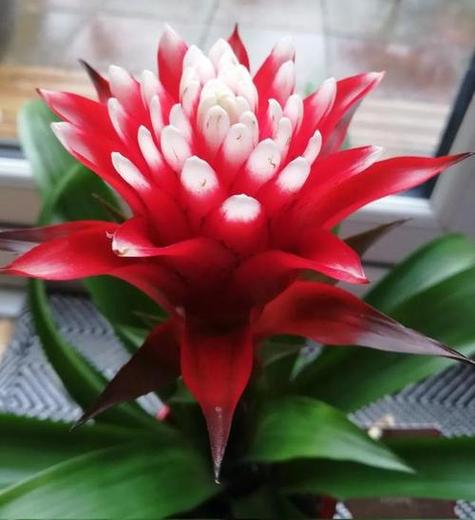 鸿运当头怎么修剪，鸿运当头怎样修剪-第6张图片-优品飞百科