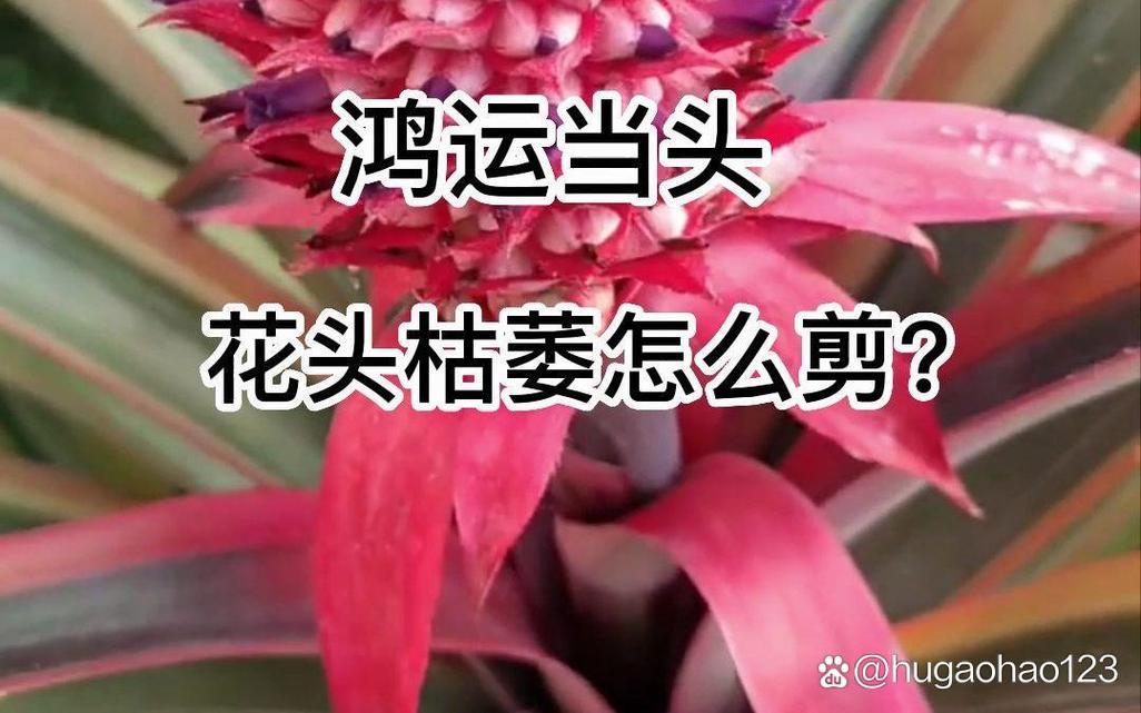 鸿运当头怎么修剪，鸿运当头怎样修剪-第7张图片-优品飞百科