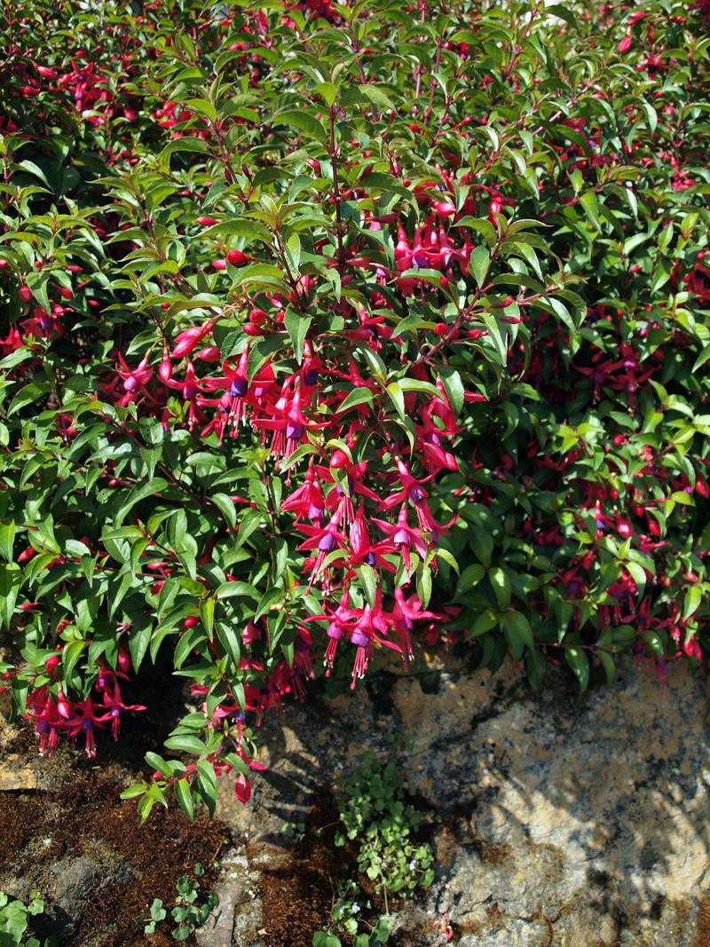 文冠果冬天养殖的禁忌，文冠果种子适合什么季节种植