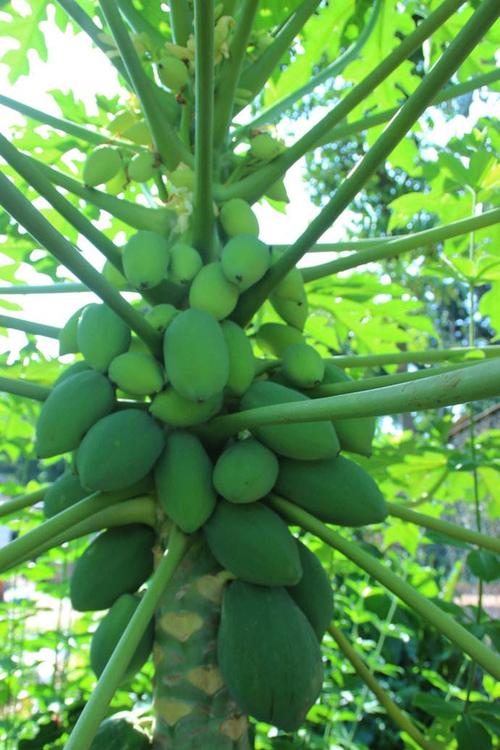 文冠果冬天养殖的禁忌，文冠果种子适合什么季节种植-第2张图片-优品飞百科