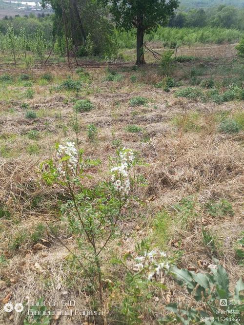 文冠果冬天养殖的禁忌，文冠果种子适合什么季节种植-第3张图片-优品飞百科