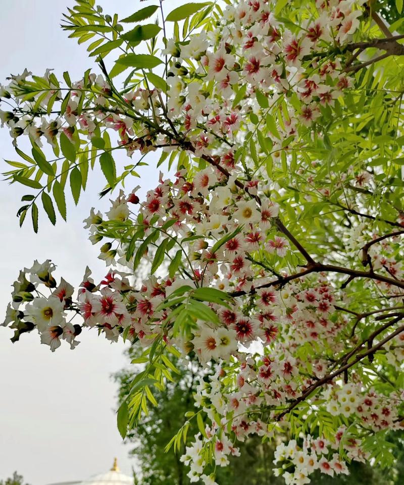 文冠果冬天养殖的禁忌，文冠果种子适合什么季节种植-第5张图片-优品飞百科