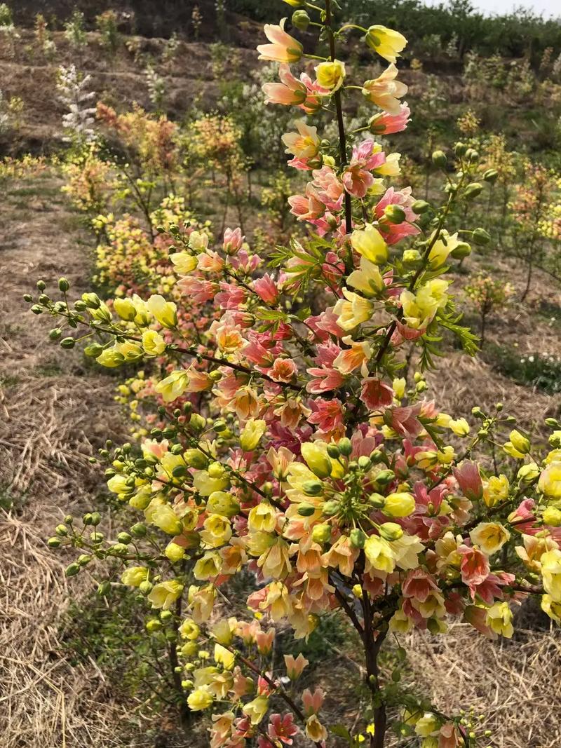 文冠果冬天养殖的禁忌，文冠果种子适合什么季节种植-第6张图片-优品飞百科