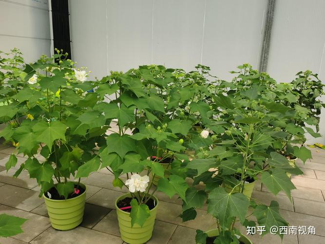 露珠杜鹃的水肥管理和花期控制，杜鹃花可以露养吗？