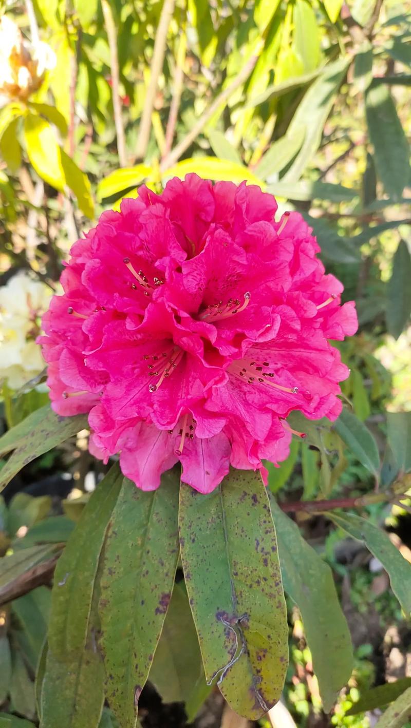 露珠杜鹃的水肥管理和花期控制，杜鹃花可以露养吗？-第2张图片-优品飞百科