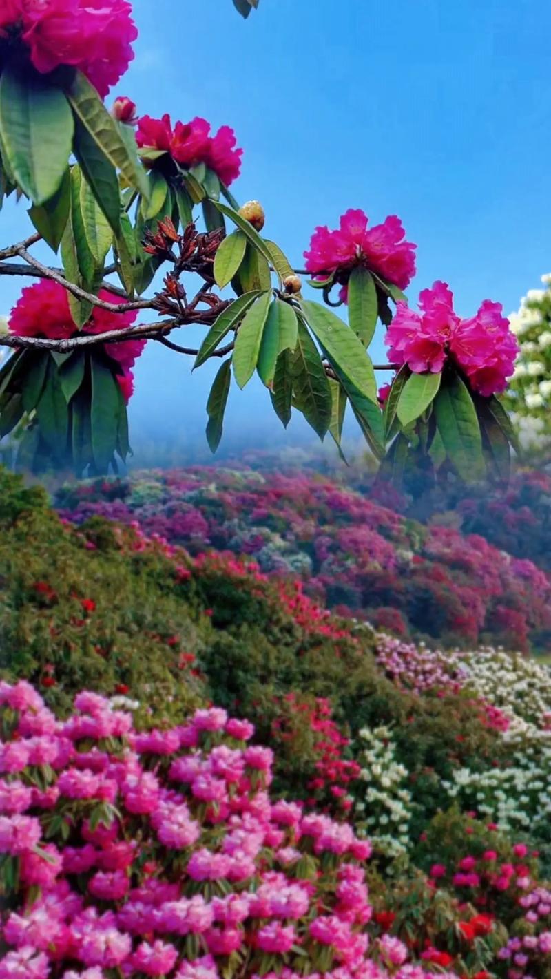 露珠杜鹃的水肥管理和花期控制，杜鹃花可以露养吗？-第3张图片-优品飞百科