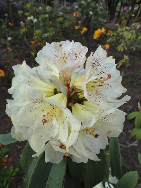 露珠杜鹃的水肥管理和花期控制，杜鹃花可以露养吗？-第4张图片-优品飞百科