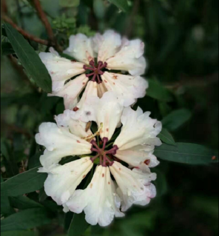 露珠杜鹃的水肥管理和花期控制，杜鹃花可以露养吗？-第5张图片-优品飞百科