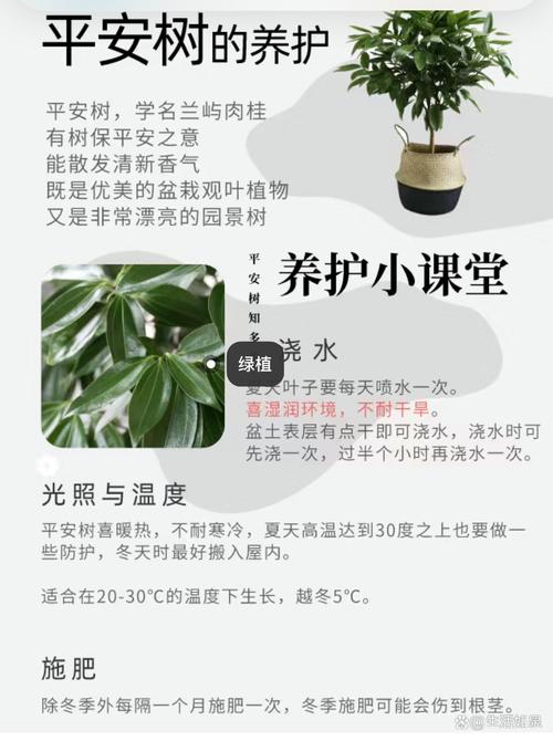 平安树第一次浇多少水，平安树第一次浇多少水比较好？-第4张图片-优品飞百科