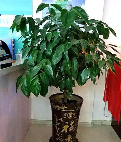 平安树第一次浇多少水，平安树第一次浇多少水比较好？-第6张图片-优品飞百科