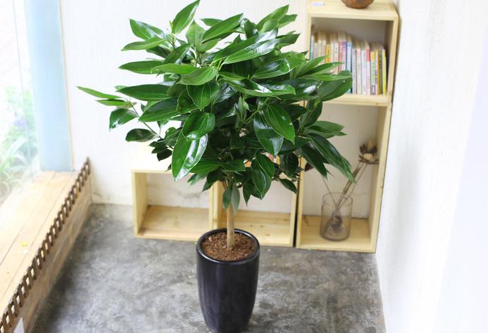 平安树第一次浇多少水，平安树第一次浇多少水比较好？-第5张图片-优品飞百科