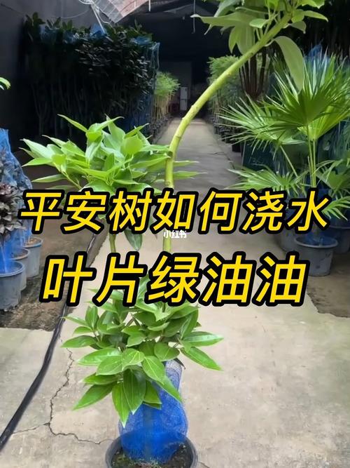 平安树第一次浇多少水，平安树第一次浇多少水比较好？-第7张图片-优品飞百科