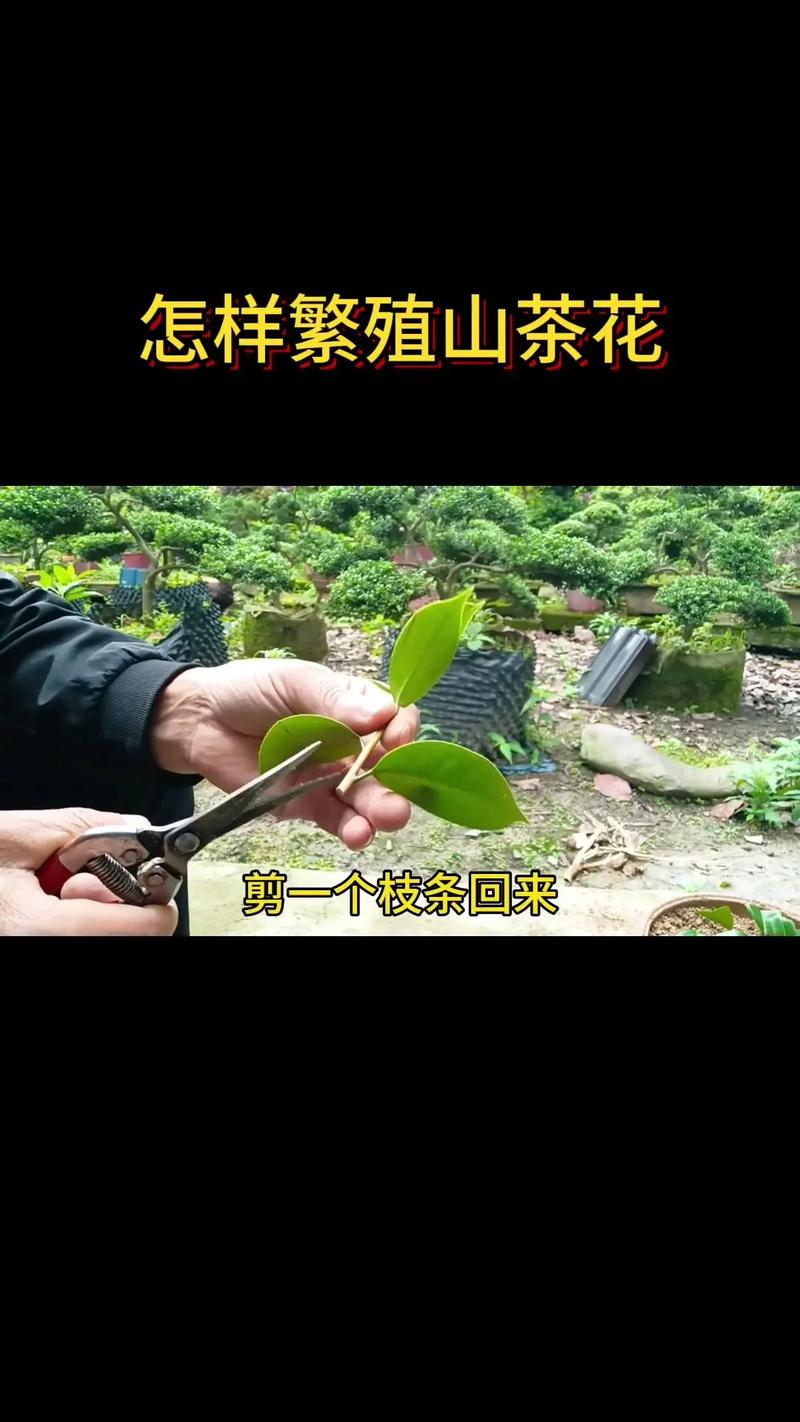 茶花的繁殖方法，茶花的繁殖方法视频
