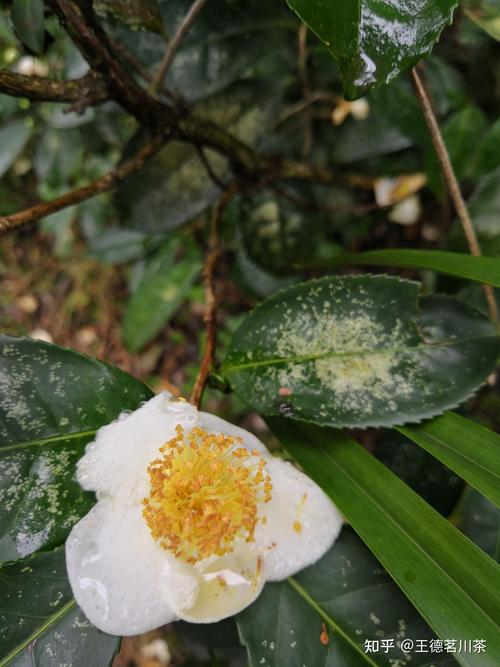 茶花的繁殖方法，茶花的繁殖方法视频-第2张图片-优品飞百科