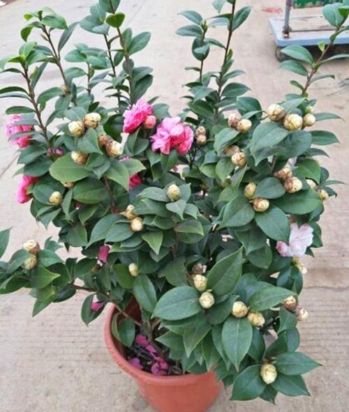 茶花的繁殖方法，茶花的繁殖方法视频-第3张图片-优品飞百科