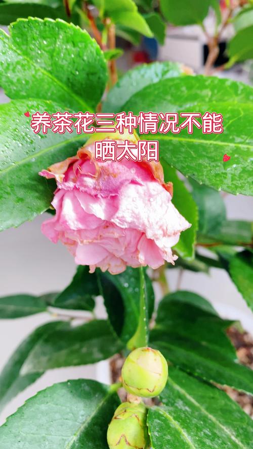 茶花的繁殖方法，茶花的繁殖方法视频-第4张图片-优品飞百科