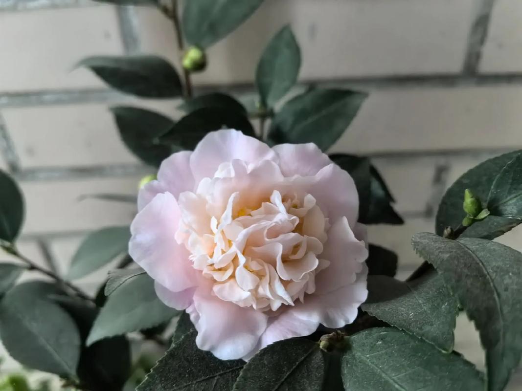 茶花的繁殖方法，茶花的繁殖方法视频-第5张图片-优品飞百科