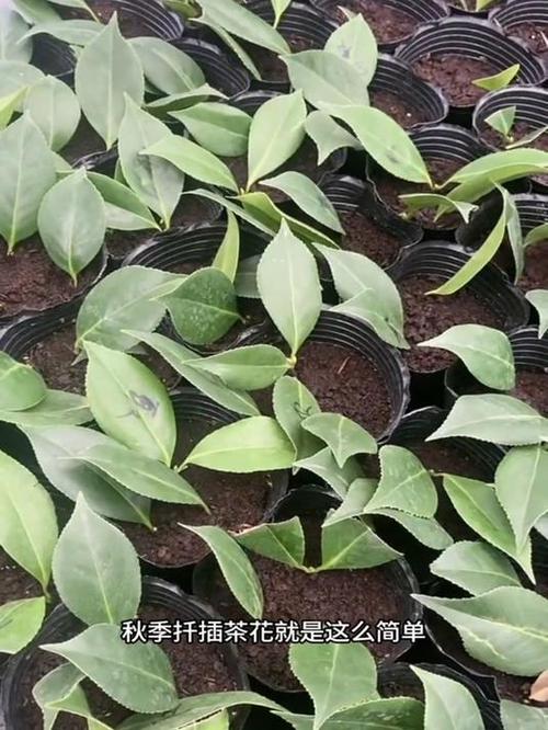 茶花的繁殖方法，茶花的繁殖方法视频-第6张图片-优品飞百科