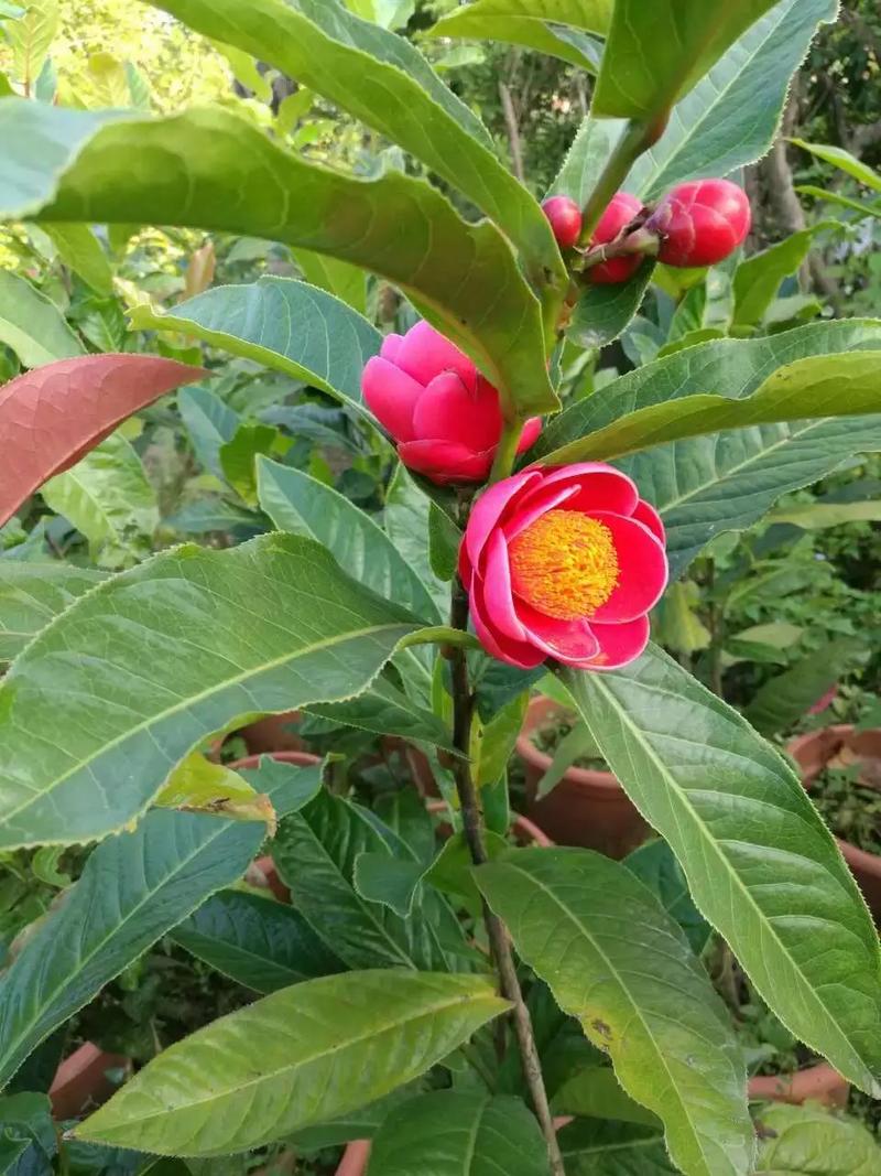 茶花的繁殖方法，茶花的繁殖方法视频-第7张图片-优品飞百科