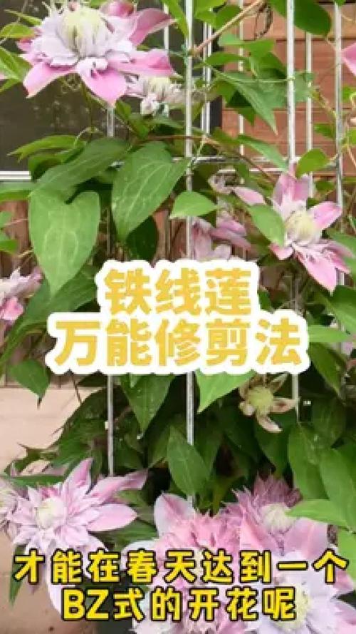 铁线莲修剪时间，铁线莲 修剪