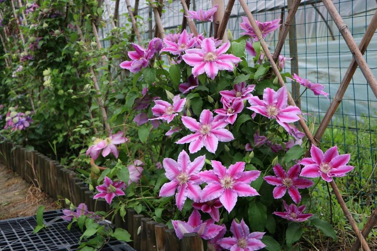 铁线莲修剪时间，铁线莲 修剪-第2张图片-优品飞百科