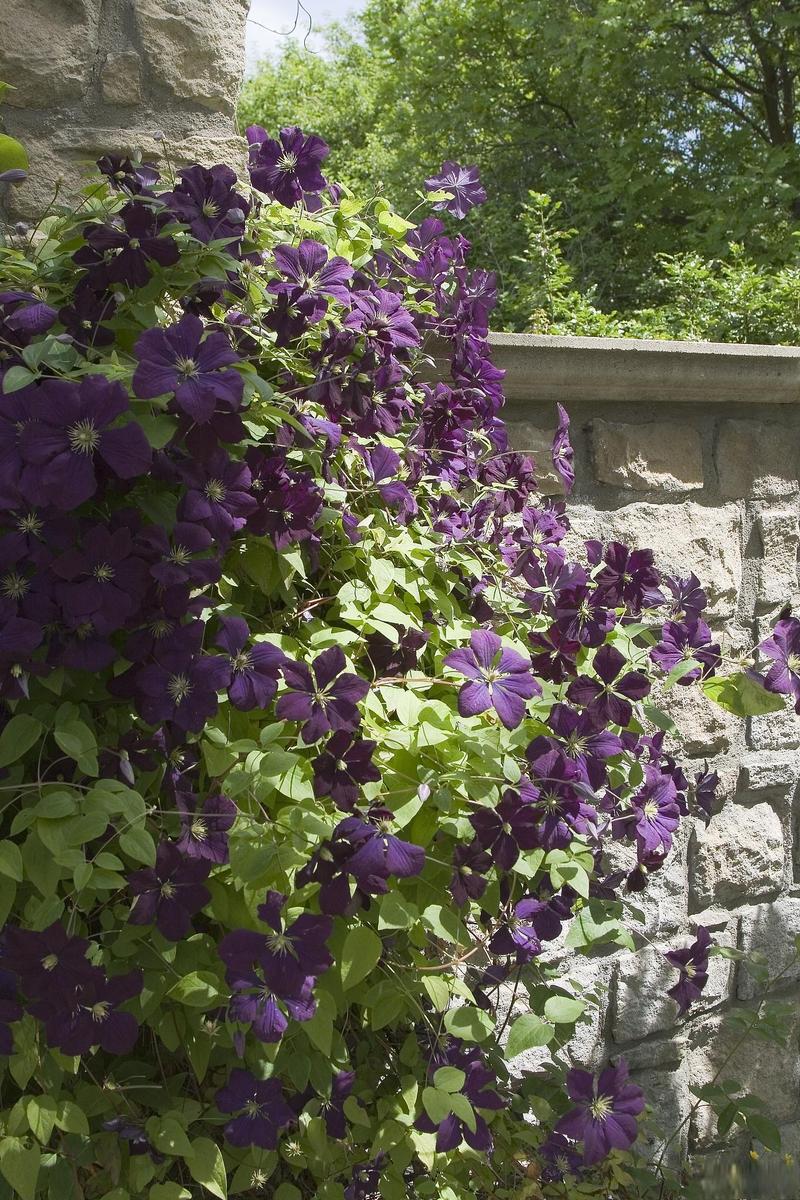 铁线莲修剪时间，铁线莲 修剪-第3张图片-优品飞百科