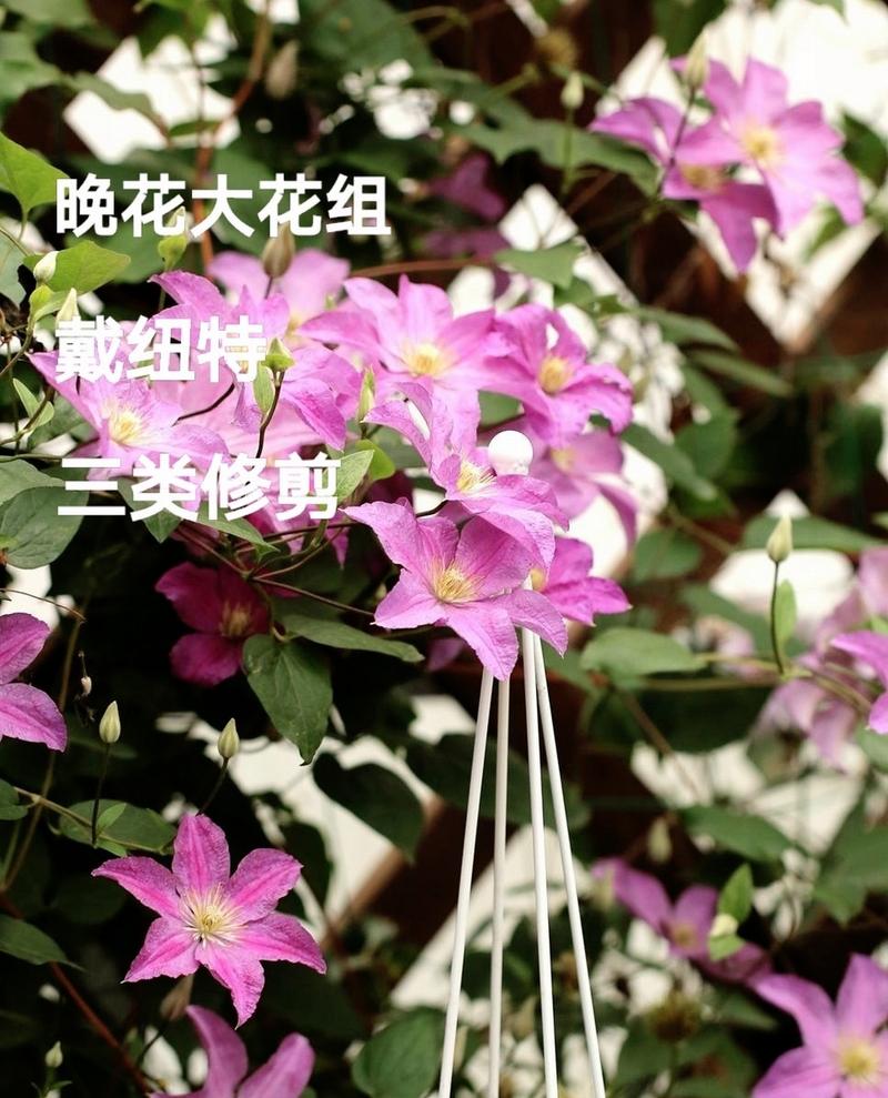 铁线莲修剪时间，铁线莲 修剪-第5张图片-优品飞百科