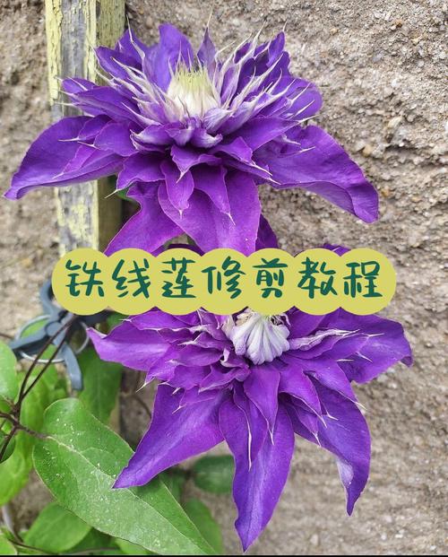 铁线莲修剪时间，铁线莲 修剪-第6张图片-优品飞百科