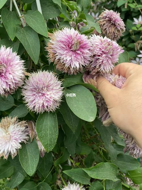 铁线莲修剪时间，铁线莲 修剪-第7张图片-优品飞百科