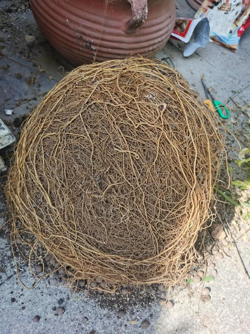 铁线莲修剪时间，铁线莲 修剪-第8张图片-优品飞百科