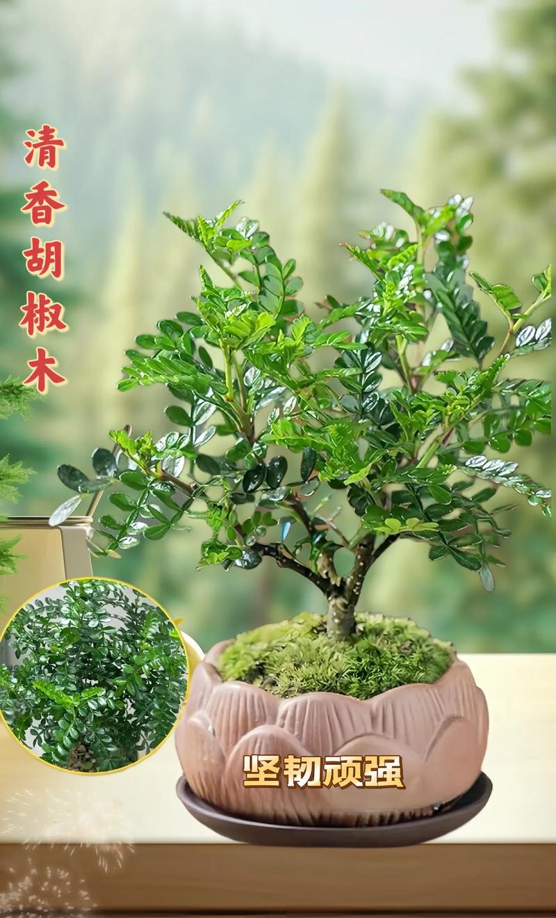 胡椒木怎么修剪，胡椒木耐修剪吗-第2张图片-优品飞百科