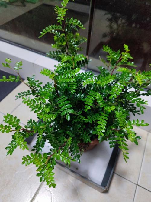 胡椒木怎么修剪，胡椒木耐修剪吗-第4张图片-优品飞百科