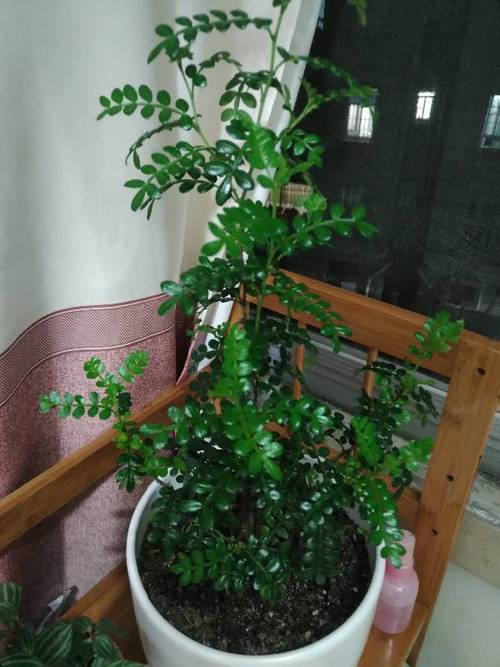 胡椒木怎么修剪，胡椒木耐修剪吗-第6张图片-优品飞百科