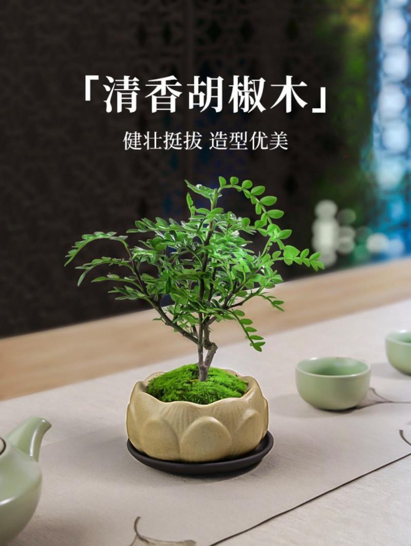 胡椒木怎么修剪，胡椒木耐修剪吗-第7张图片-优品飞百科