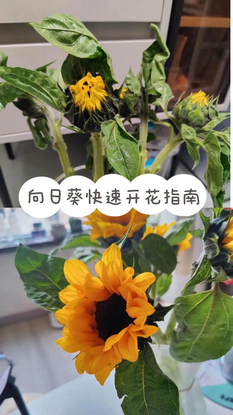 向日葵鲜花如何水养，向日葵用水养怎样才不烂-第2张图片-优品飞百科