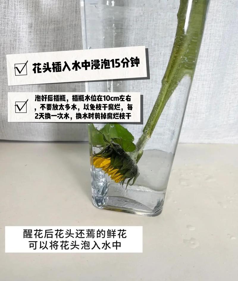 向日葵鲜花如何水养，向日葵用水养怎样才不烂