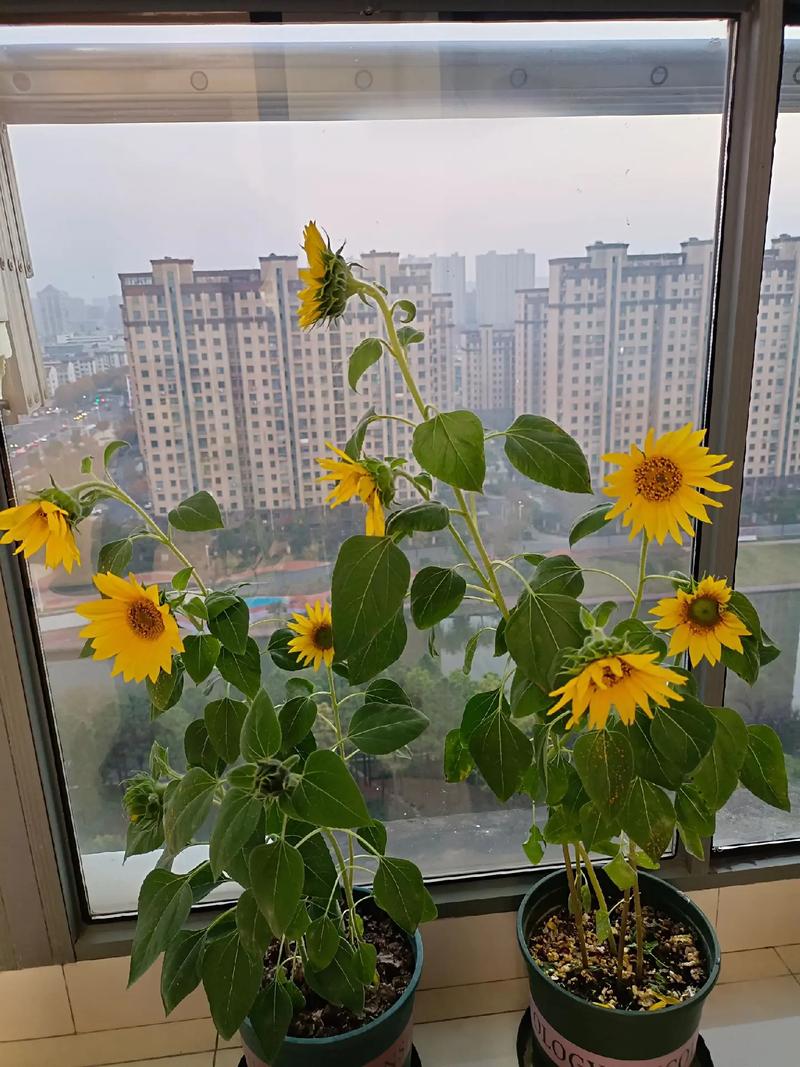 向日葵鲜花如何水养，向日葵用水养怎样才不烂-第4张图片-优品飞百科