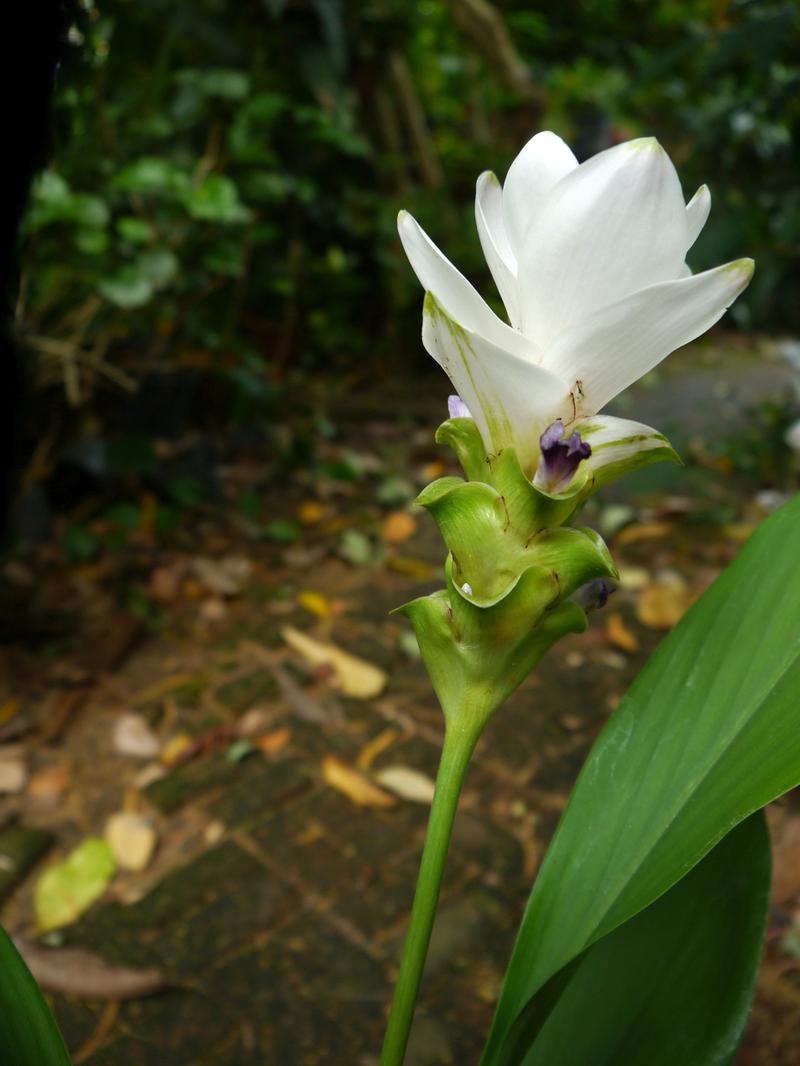 姜荷花怎么养，姜荷花怎么养才能更旺盛？-第2张图片-优品飞百科