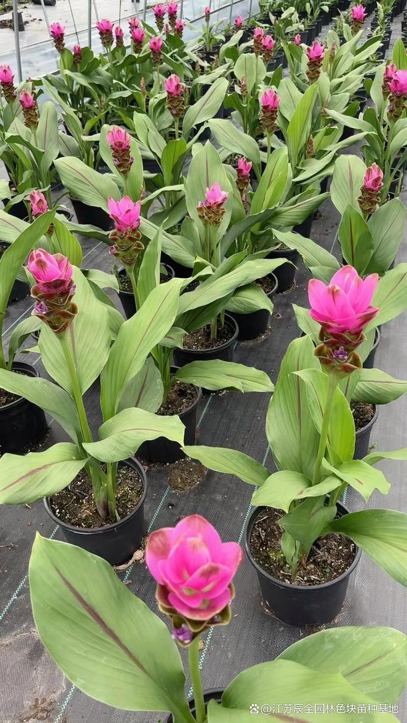 姜荷花怎么养，姜荷花怎么养才能更旺盛？-第3张图片-优品飞百科