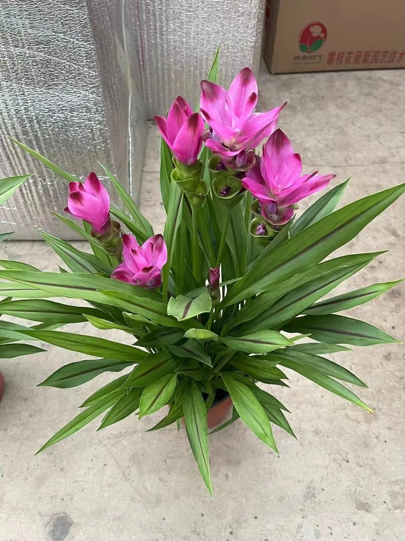 姜荷花怎么养，姜荷花怎么养才能更旺盛？-第4张图片-优品飞百科