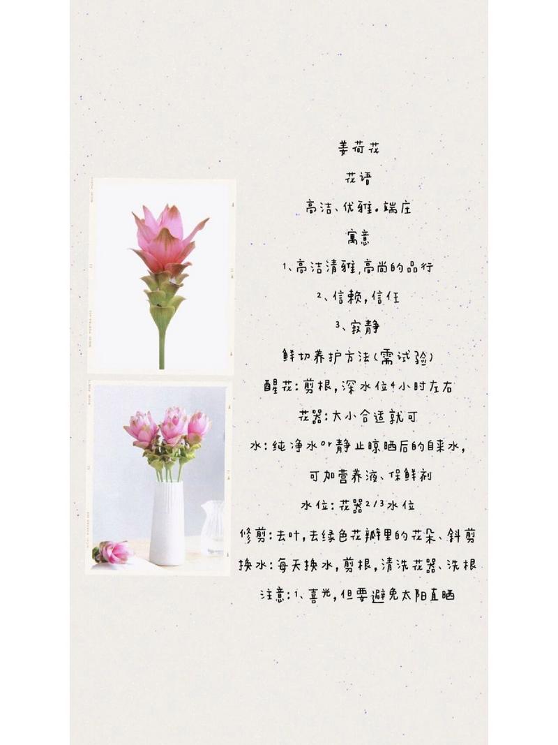 姜荷花怎么养，姜荷花怎么养才能更旺盛？-第5张图片-优品飞百科