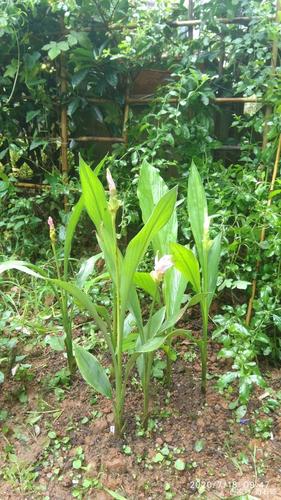 姜荷花怎么养，姜荷花怎么养才能更旺盛？-第6张图片-优品飞百科