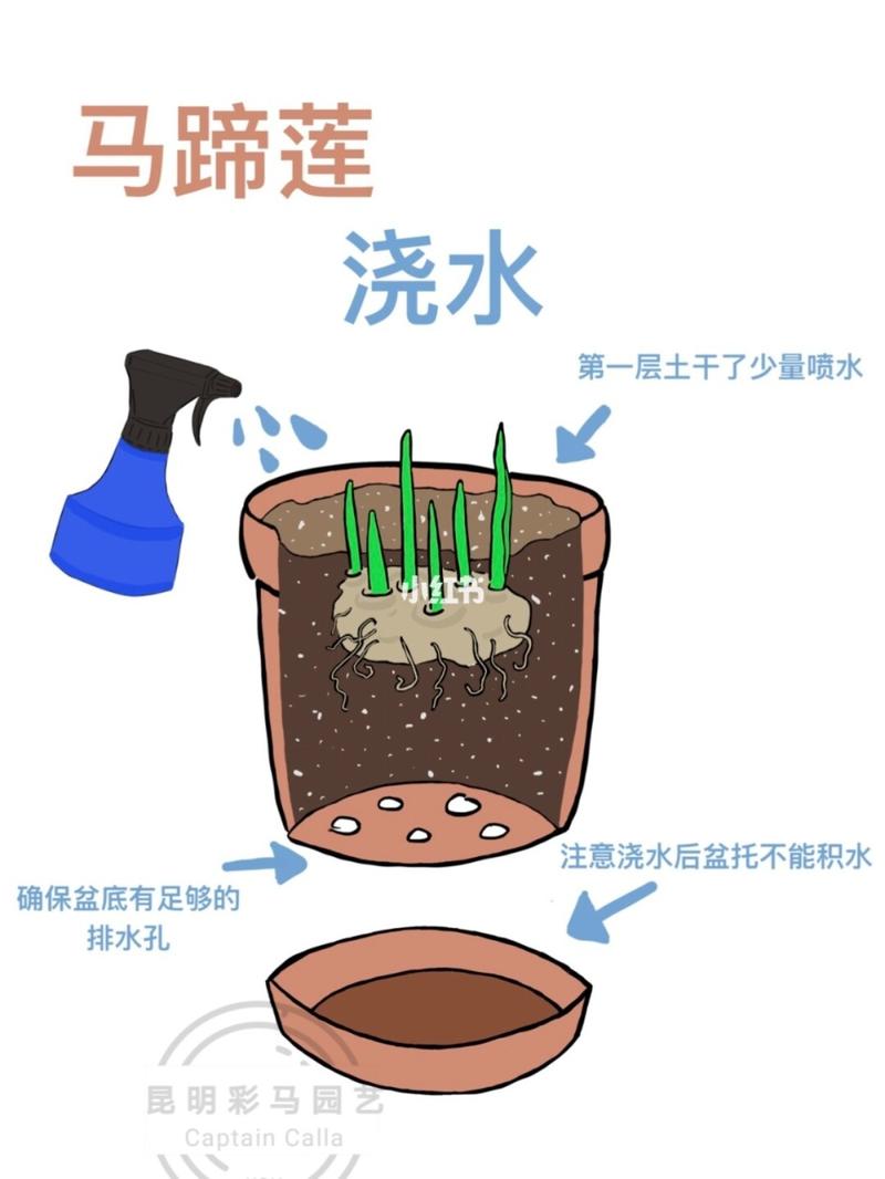 马蹄莲怎么浇水，马蹄莲怎么浇水施肥