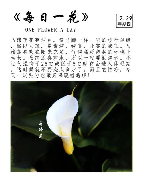 马蹄莲怎么浇水，马蹄莲怎么浇水施肥-第3张图片-优品飞百科